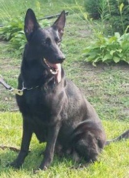 Black German Shepherd Breeder | Serious Black German Shepherds