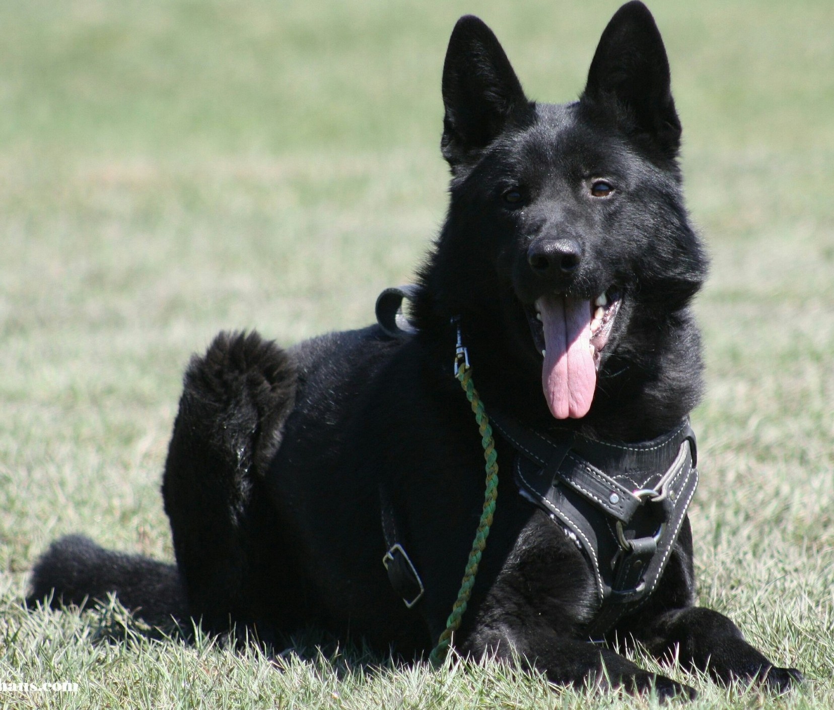 Black German Shepherd Puppies, Black German Shepherd Puppies for Sale