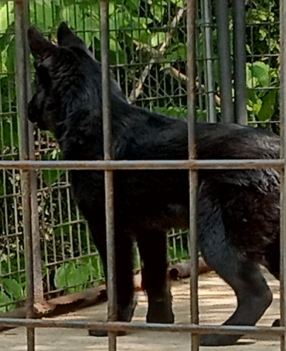 Dog in Cage