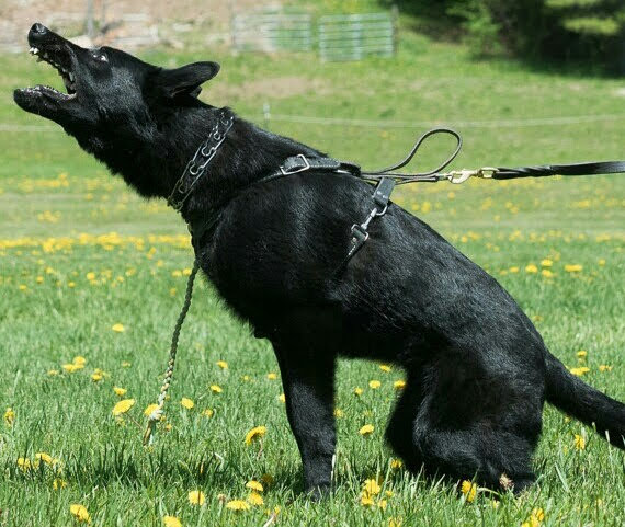 Black German Shepherd Training